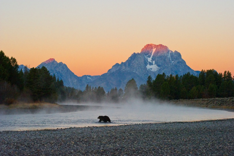 First Light - Grizzly Bear - Print - 3053